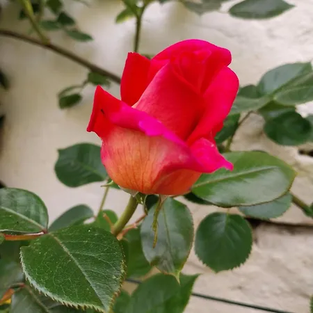 לינה וארוחת בוקר La Casa Gialla