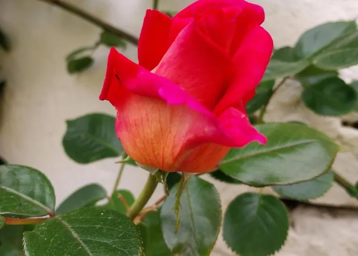 Panzió La Casa Gialla